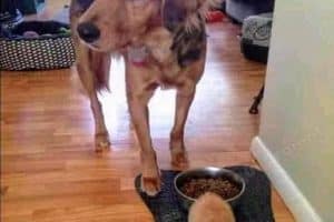 Quand tu comprends que tu n’es plus le boss de la maison.