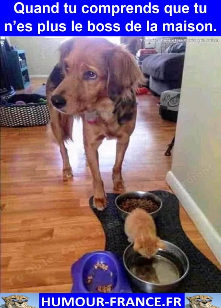 Quand tu comprends que tu n’es plus le boss de la maison.