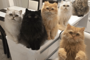 Quand tu te fais un simple sandwich.