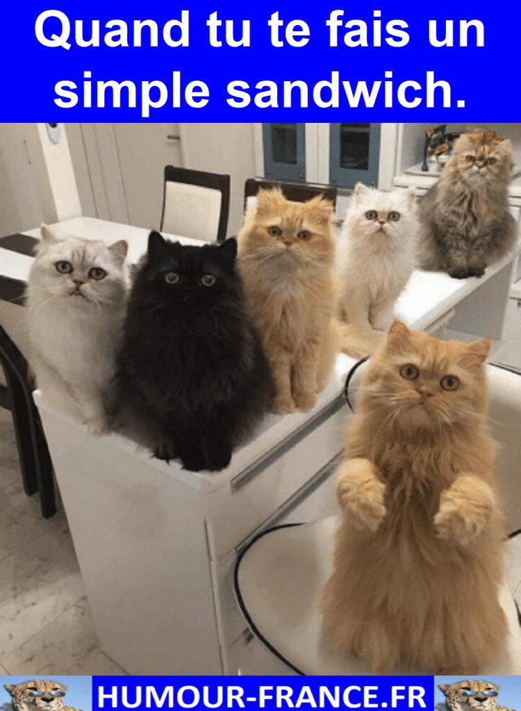 Quand tu te fais un simple sandwich.