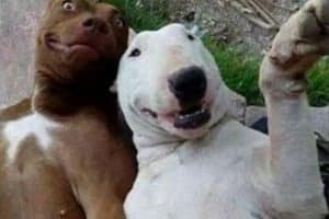 Voici le selfie de deux chiens bourrés !