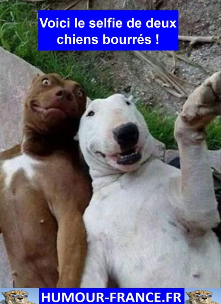 Voici le selfie de deux chiens bourrés !