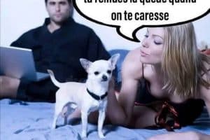 Au moins, toi tu remues la queue quand on te caresse.