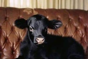 Conseil du jour : Ne jamais acheter un chien après avoir bu.