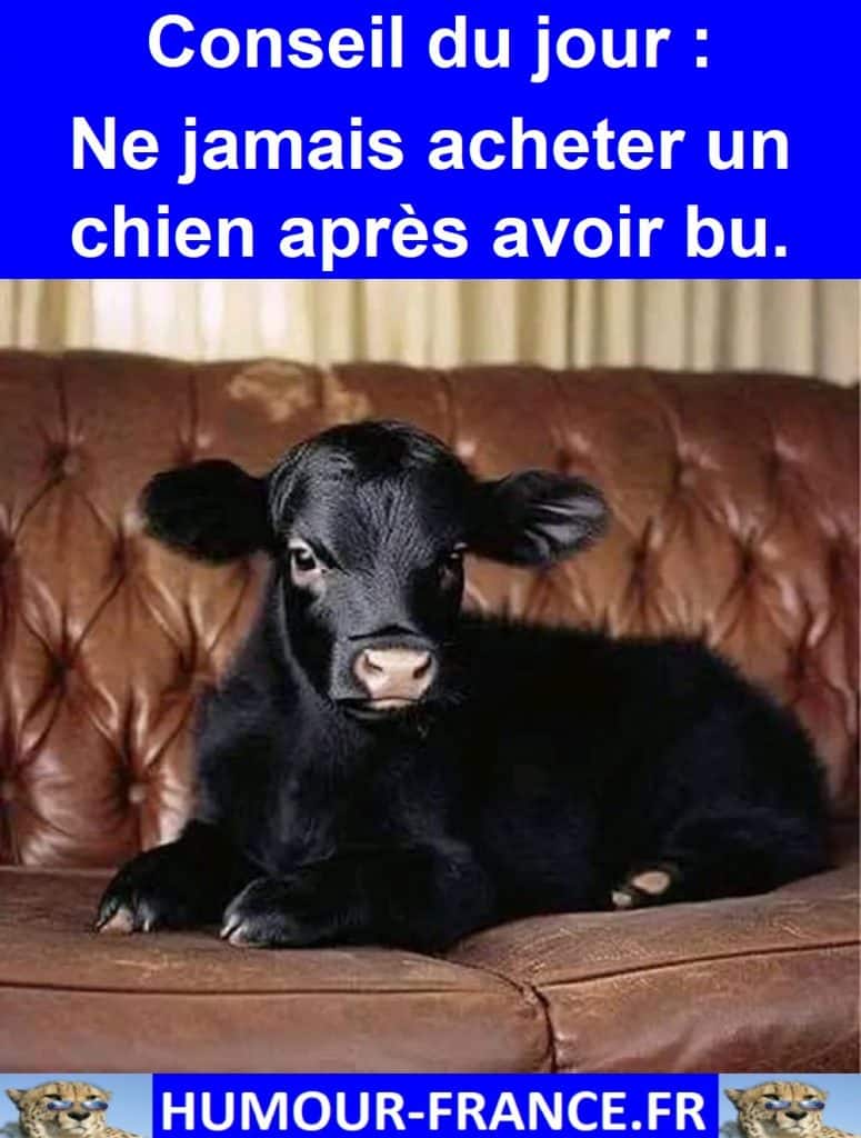 Conseil du jour : Ne jamais acheter un chien après avoir bu.