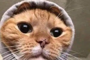 Je vends tout type de croquette 10€ les 2 grammes.