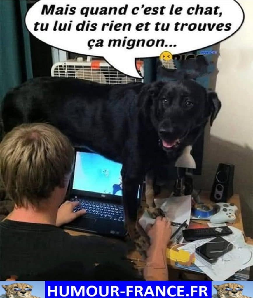 Mais quand c’est le chat, tu ne lui dis rien et tu trouves ça mignon …