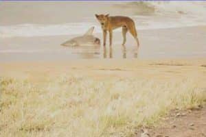 Photo d’un chien sauvage en train de manger un requin échoué sur la plage pendant que deux Snake sont en train de Ken. Bref, je n’irais jamais en Australie.