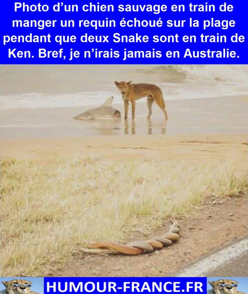 Photo d’un chien sauvage en train de manger un requin échoué sur la plage pendant que deux Snake sont en train de Ken. Bref, je n’irais jamais en Australie.