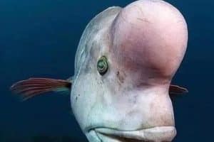 Quand t’a un gros bouton en plein front pis t’espère que personne ne va le remarquer.