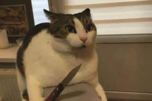 Quand tu n’as pas nourri ton chat à temps.