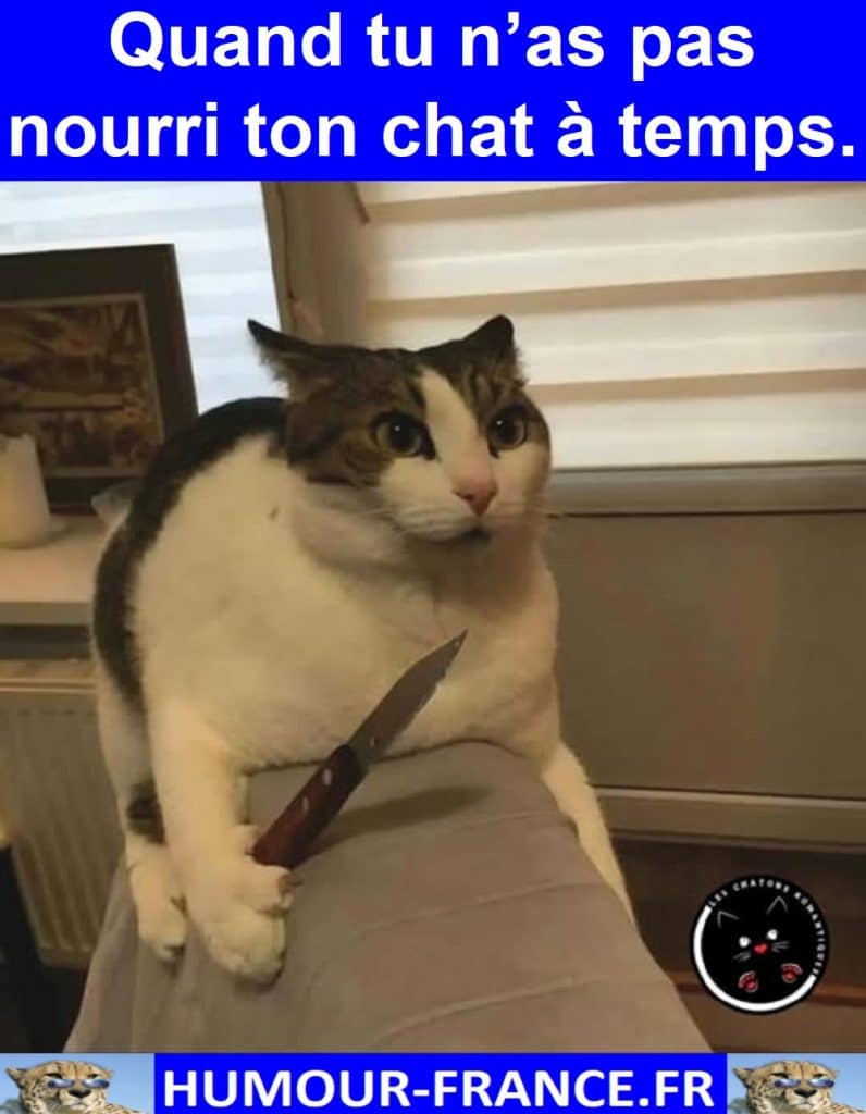 Quand tu n’as pas nourri ton chat à temps.