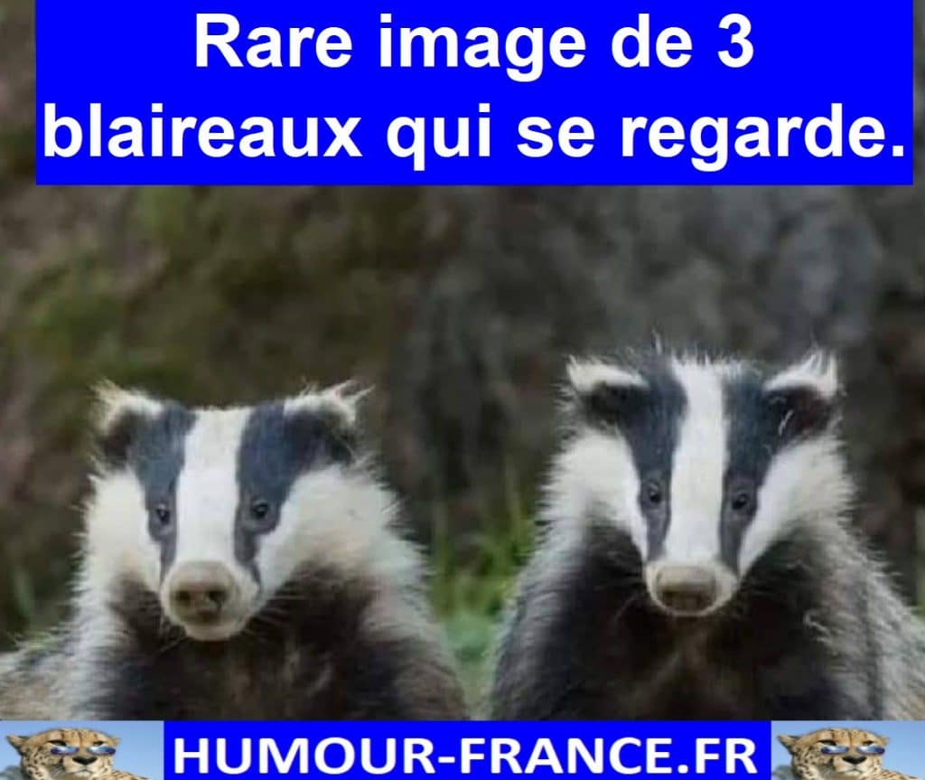 Rare image de 3 blaireaux qui se regarde.