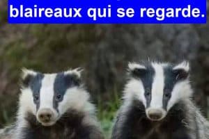 Rare image de 3 blaireaux qui se regarde.