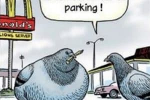 Tu devrais arrêter de te nourrir sur ce parking !