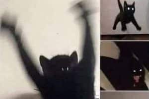 Tu peux garder mon chat une nuit stp il est sympa.