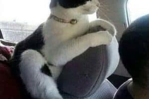 En route pour aller chez le vétérinaire ! Prêt pour lui déchirer la gueule !