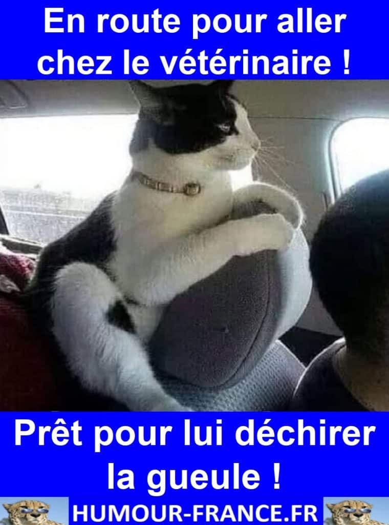 En route pour aller chez le vétérinaire ! Prêt pour lui déchirer la gueule !
