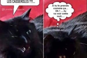 Héhooooo ! Je fais ma sieste là !! Tu le fait exprès ce boucan avec les casseroles ??!