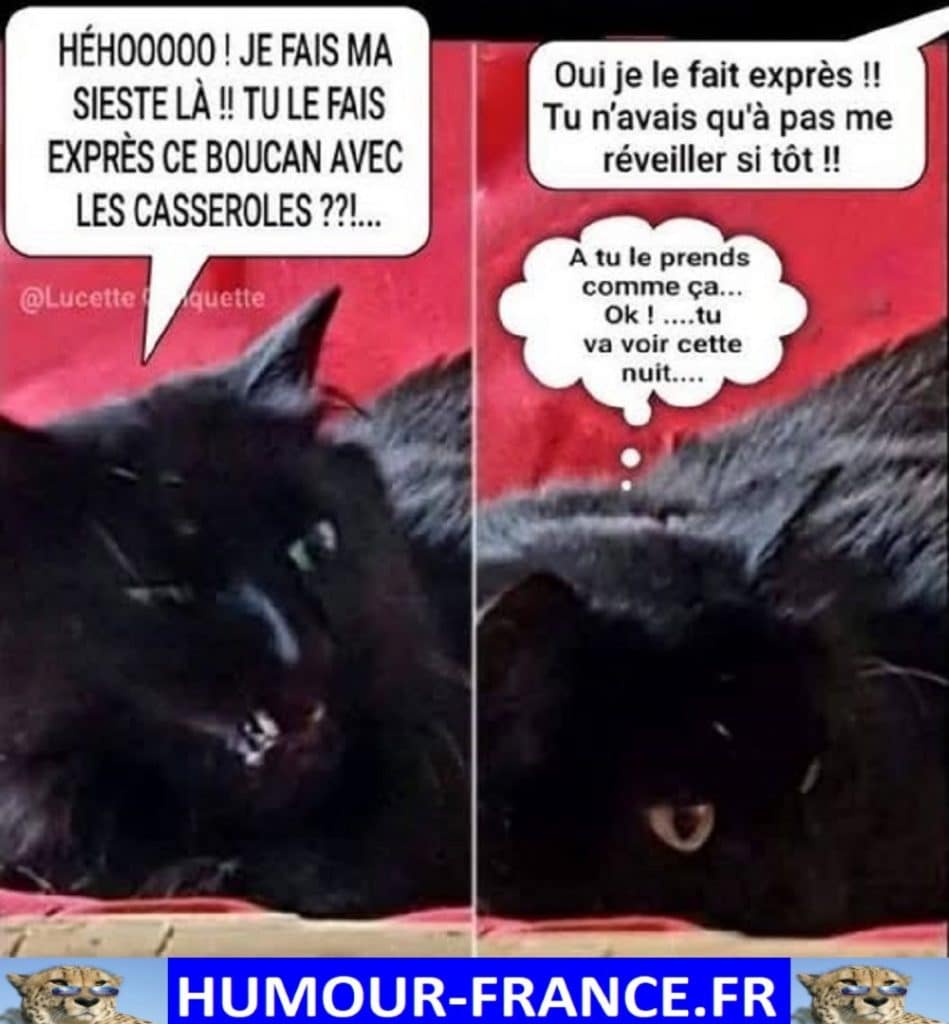 Héhooooo ! Je fais ma sieste là !! Tu le fait exprès ce boucan avec les casseroles ??!