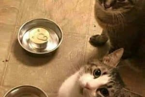 Ils se la pètent moins, là !