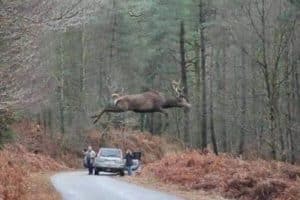 Image rare d’un cerf volant.
