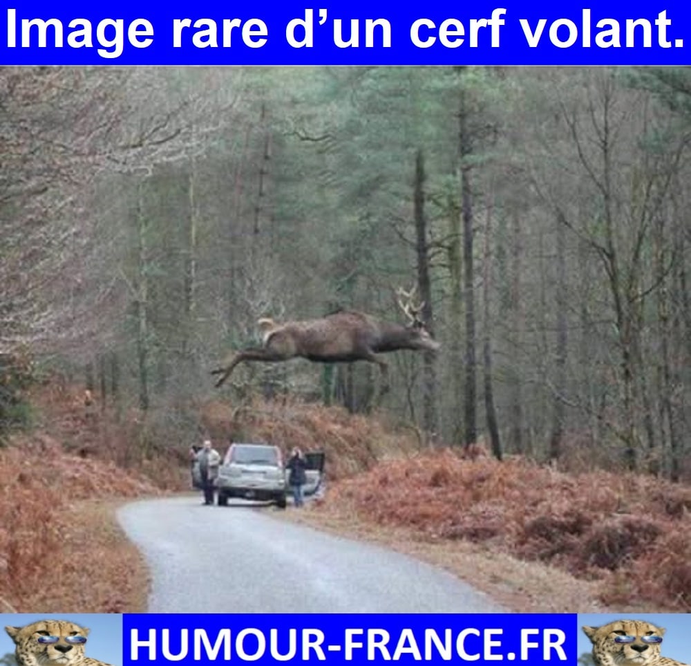 Image rare d’un cerf volant.