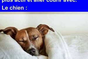 J’ai pris un chien pour être plus actif et aller courir avec.