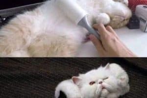 Je crois que j’ai fait une connerie avec le chat.