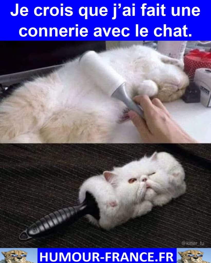 Je crois que j’ai fait une connerie avec le chat.
