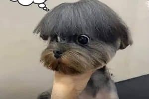 La prochaine fois je mords le coiffeur.