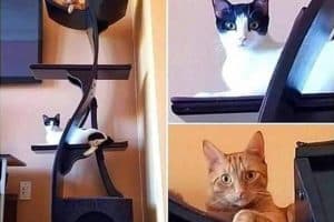 Lorsque tu touche accidentellement le sachet de friandises.