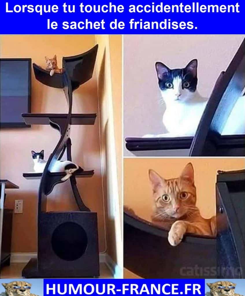 Lorsque tu touche accidentellement le sachet de friandises.