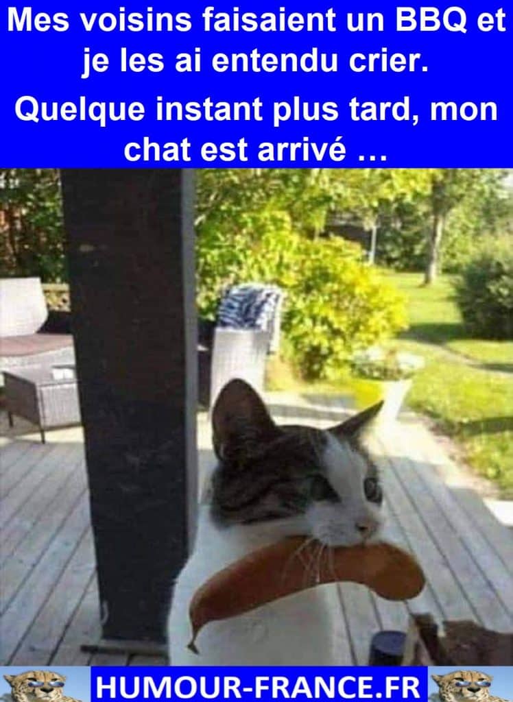 Mes voisins faisaient un BBQ et je les ai entendu crier. Quelque instant plus tard, mon chat est arrivé …