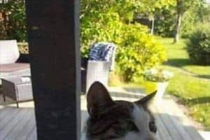 Mes voisins faisaient un BBQ et je les ai entendu crier. Quelque instant plus tard, mon chat est arrivé …