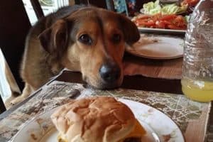 Moi, en train de me demander si je veux être mince ou heureux …