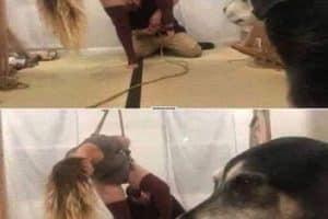 Quand ils sortent la laisse et que tu réalises qu’il n’y aura pas de promenade.