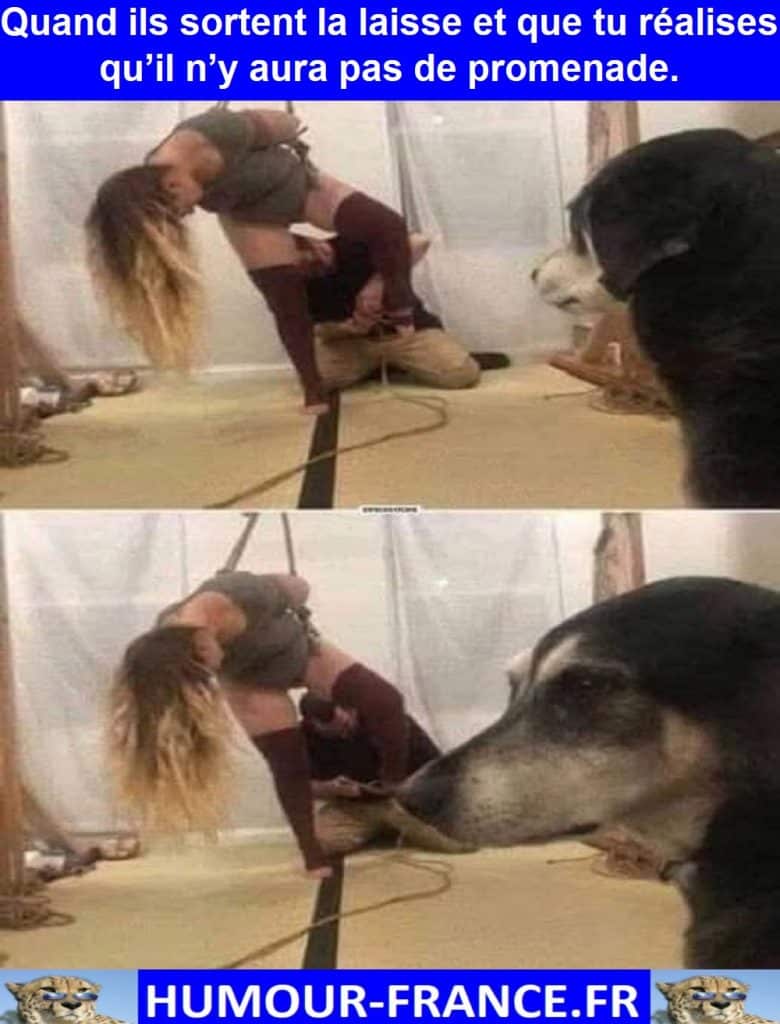 Quand ils sortent la laisse et que tu réalises qu’il n’y aura pas de promenade.