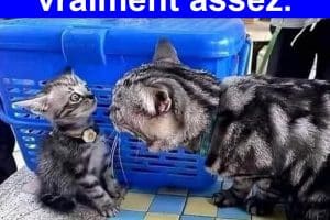 Quand ta mère en a vraiment assez.