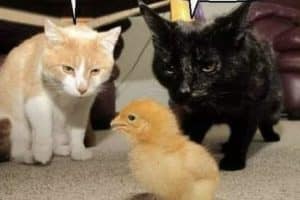 Qu’est-ce que c’est ? Un McNugget cru …