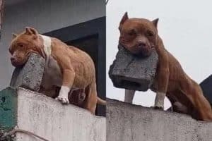 Ton chien mord-il ? Non, il te lance des briques.