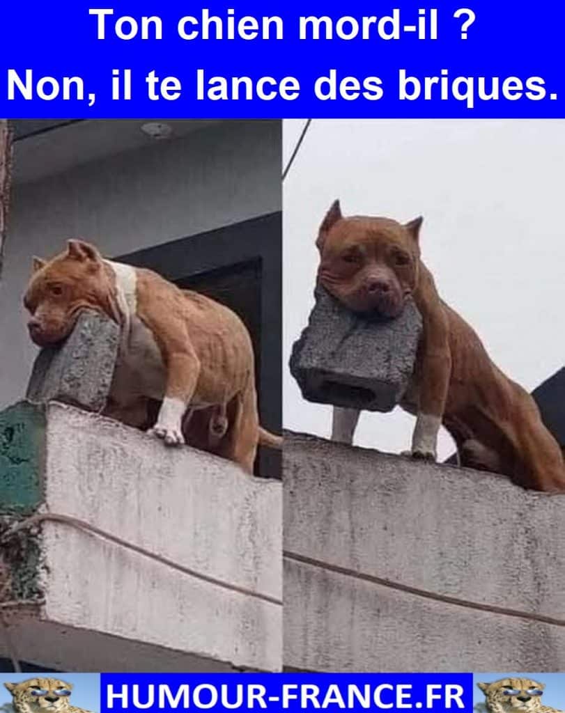 Ton chien mord-il ? Non, il te lance des briques.