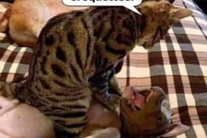 Vas-y crache les croquettes.