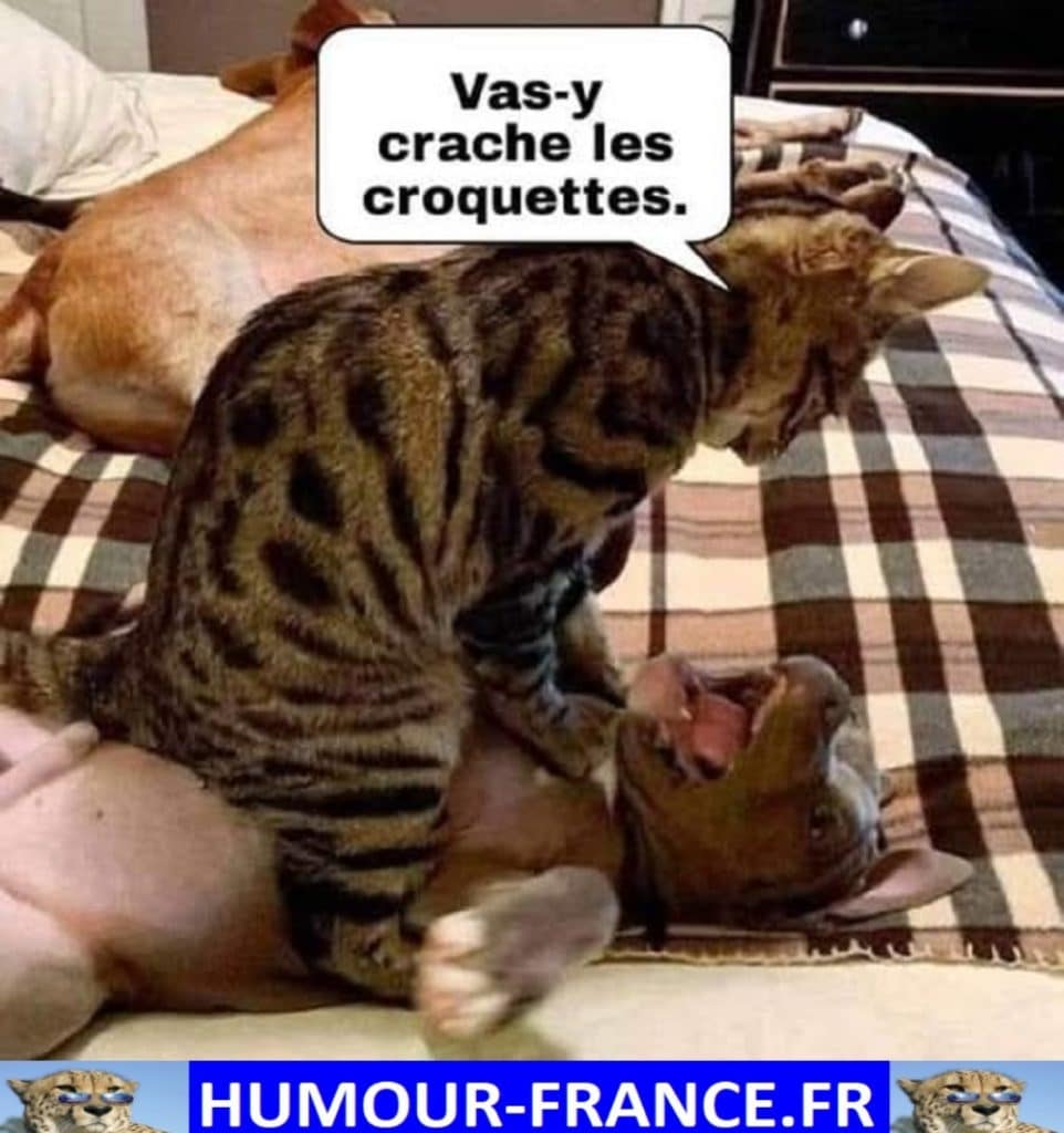Vas-y crache les croquettes.