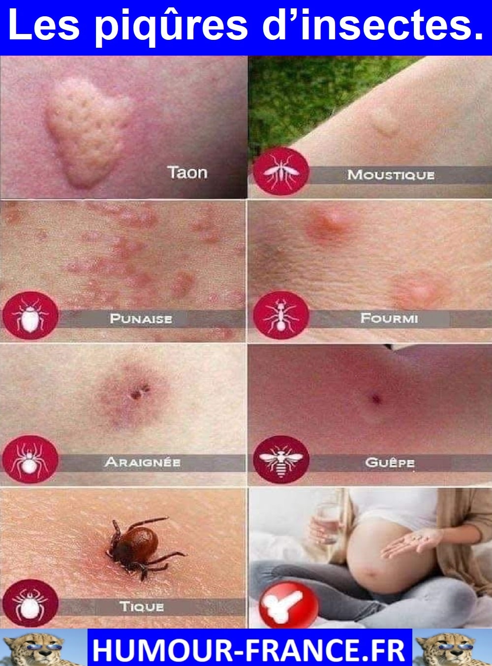 Les piqûres d’insectes. - Humour-France.fr