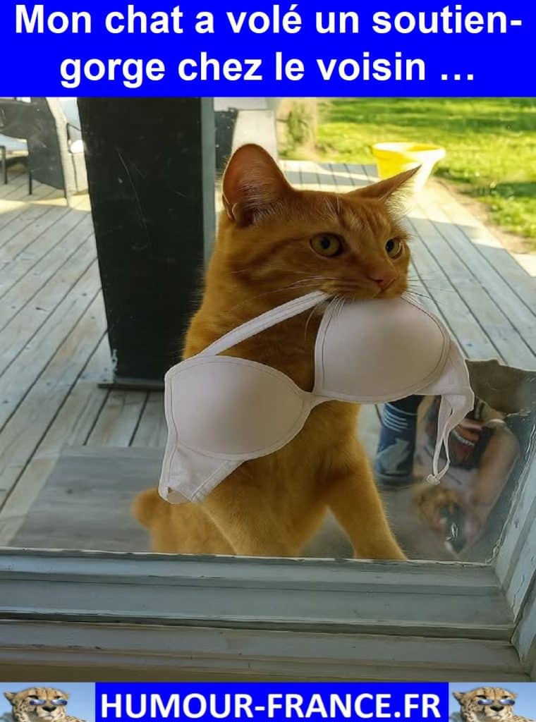 Mon chat a volé un soutien-gorge chez le voisin …