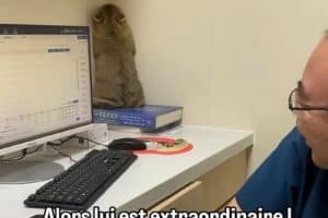 Alors lui est extraordinaire il pense certainement que le vétérinaire ne l’a pas vu.