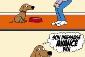 Bah tu n’aimes pas les croquettes ? Je vais t’apporter autre chose.