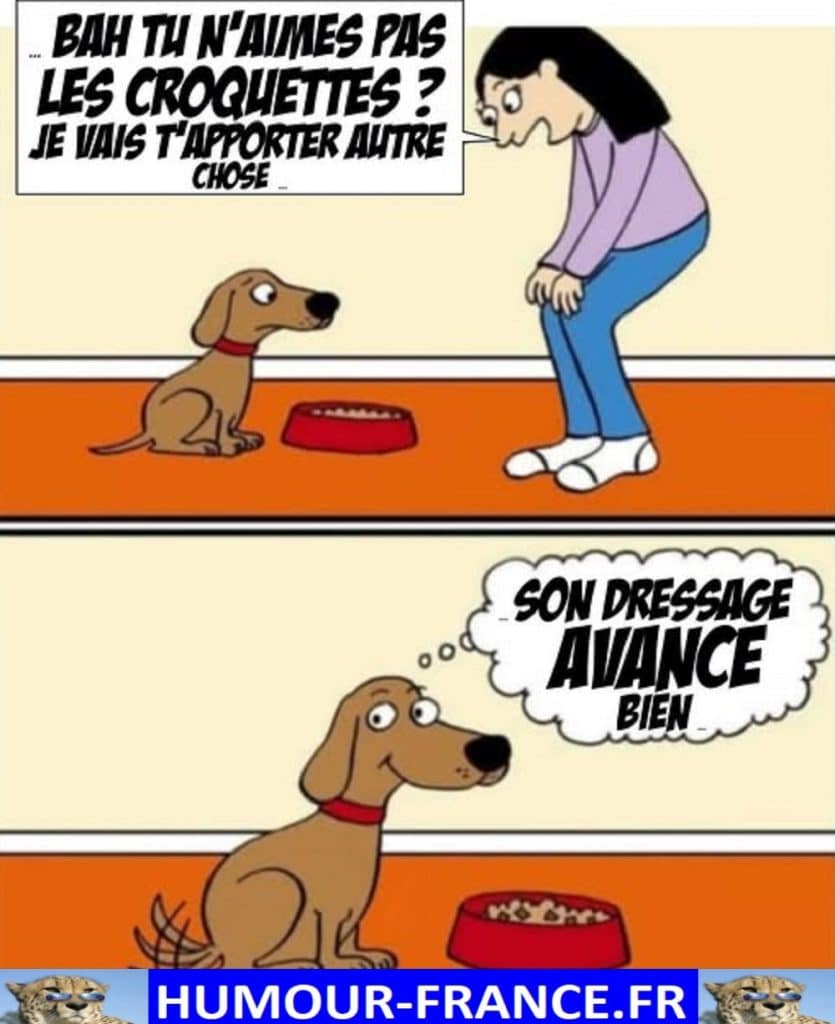 Bah tu n’aimes pas les croquettes ? Je vais t’apporter autre chose.