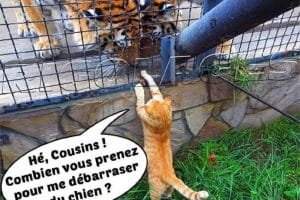 Hé, cousins ! Combien vous prenez pour me débarrasser du chien ?